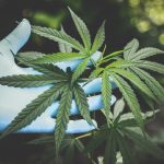 CBD olie til vægttab – virker det?